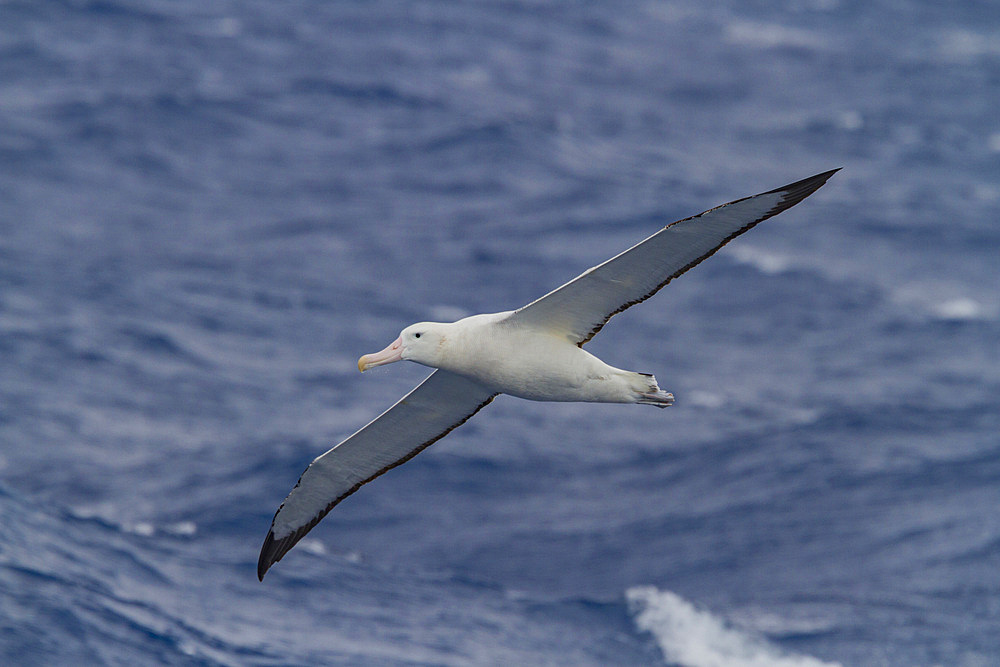 Adult wandering albatross (Diomedea exulans) on the wing near the Antarctic Peninsula, Southern Ocean, Polar Regions