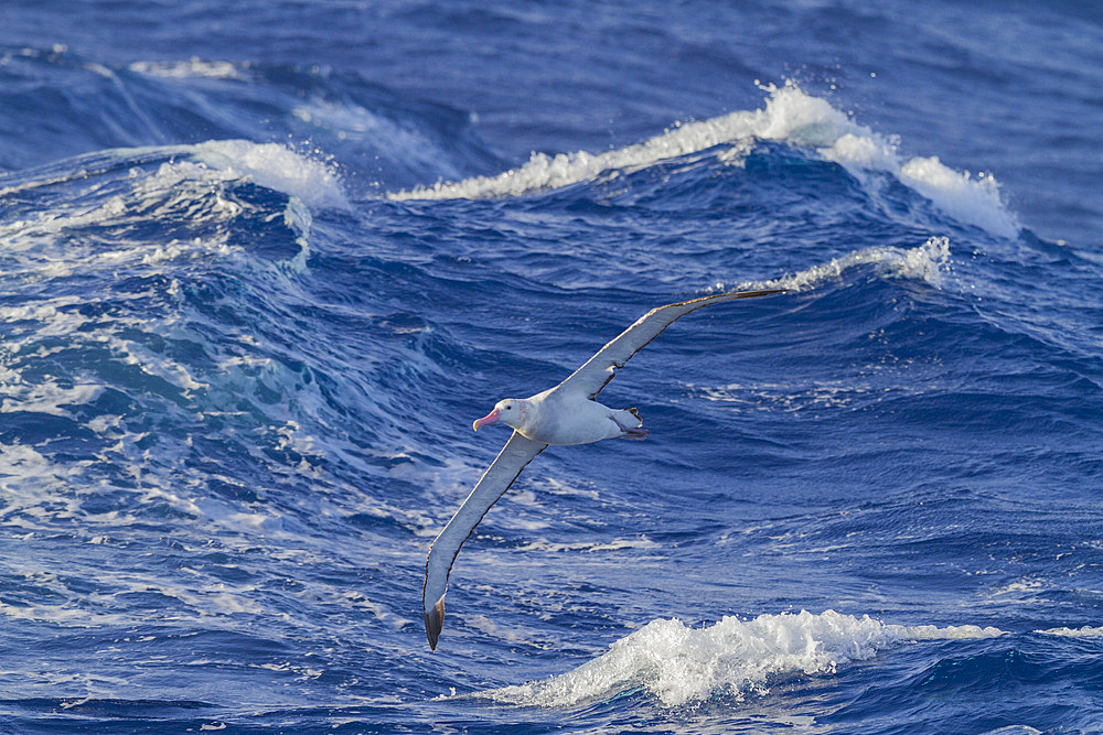 Young wandering albatross (Diomedea exulans) on the wing near the Antarctic Peninsula, Southern Ocean, Polar Regions