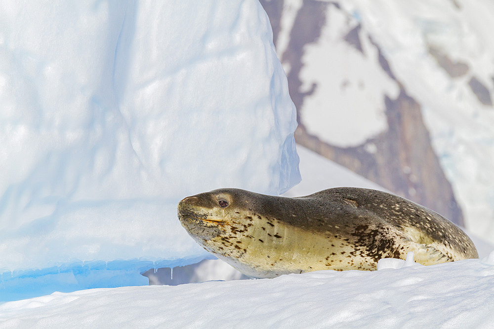 Adult leopard seal (Hydrurga leptonyx) near Cuverville Island near the Antarctic Peninsula, Southern Ocean.