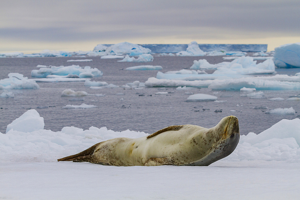 Adult female leopard seal (Hydrurga leptonyx) hauled out on ice at Brown Bluff near the Antarctic Peninsula.