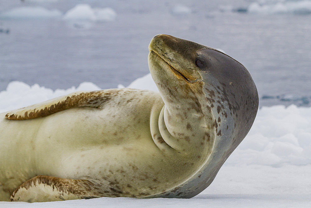 Adult female leopard seal (Hydrurga leptonyx) hauled out on ice at Brown Bluff near the Antarctic Peninsula, Antarctica, Polar Regions