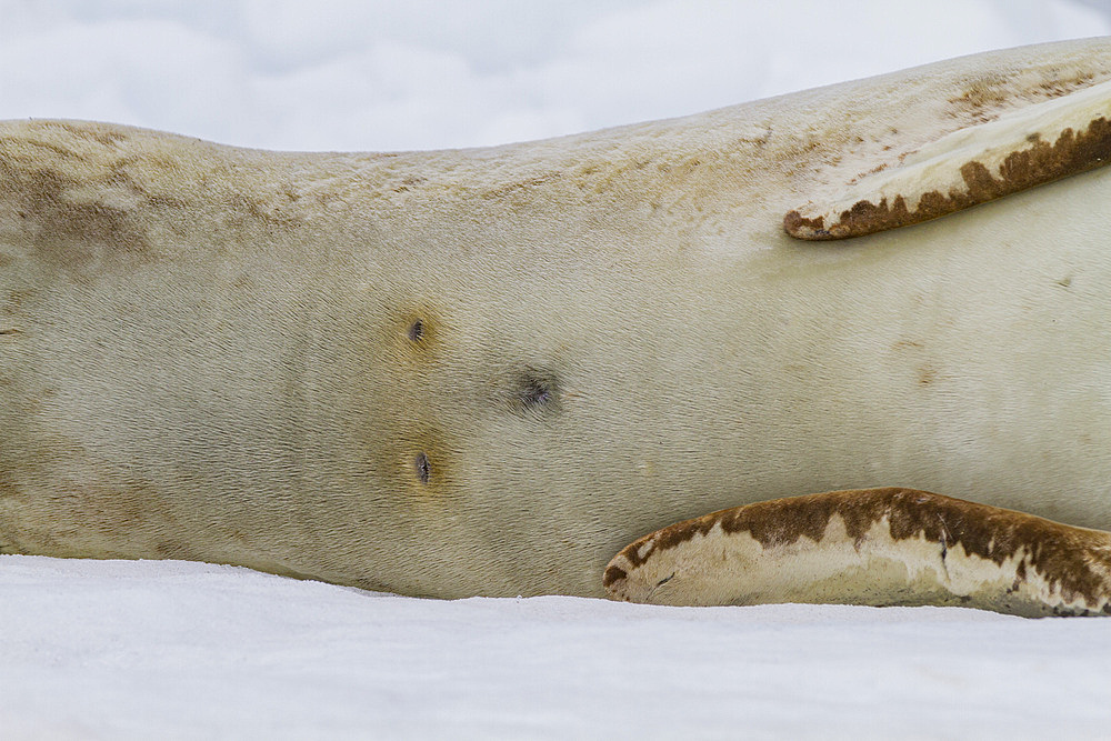 Adult female leopard seal (Hydrurga leptonyx) hauled out on ice at Brown Bluff near the Antarctic Peninsula, Antarctica, Polar Regions