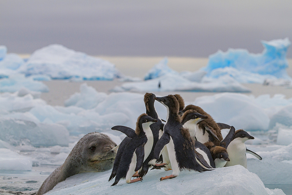 Adult female leopard seal (Hydrurga leptonyx) stalking juvenile Adélie penguins at Brown Bluff near the Antarctic Peninsula.