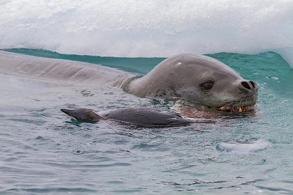 Adult female leopard seal (Hydrurga leptonyx) killing and eating a juvenile Adelie penguin at Brown Bluff, Antarctic Peninsula, Antarctica, Polar Regions