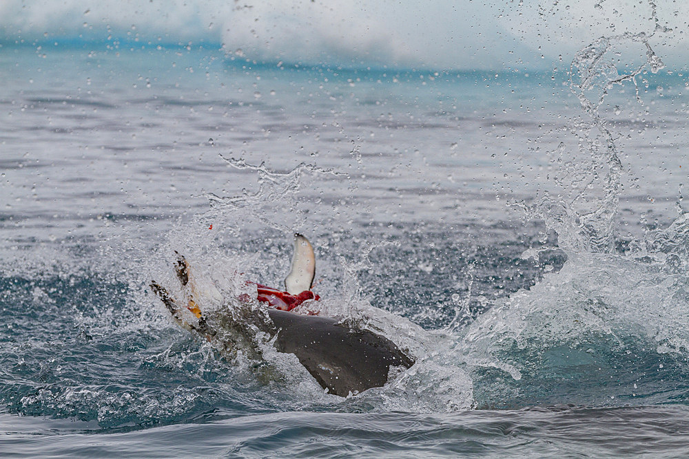 Adult female leopard seal (Hydrurga leptonyx) killing and eating a juvenile Adélie penguin at Brown Bluff, Antarctic Peninsula.