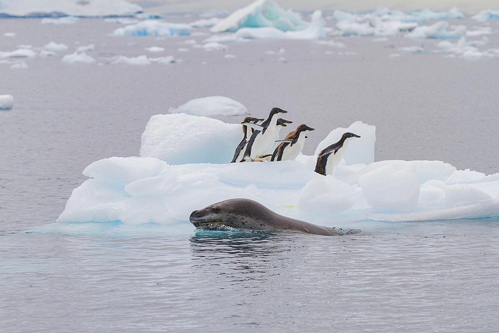 Adult female leopard seal (Hydrurga leptonyx) stalking juvenile Adélie penguins on ice at Brown Bluff, Antarctic Peninsula.