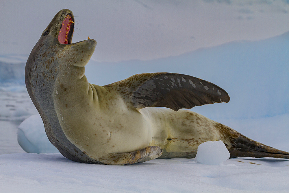 Adult male leopard seal (Hydrurga leptonyx) hauled out on ice in the Gullet near the Antarctic Peninsula, Antarctica, Polar Regions