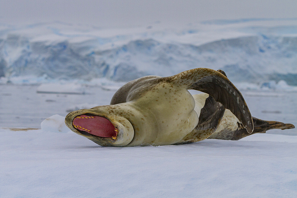 Adult male leopard seal (Hydrurga leptonyx) hauled out on ice in the Gullet near the Antarctic Peninsula.