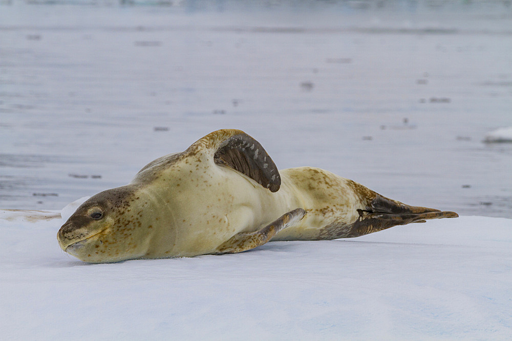 Adult male leopard seal (Hydrurga leptonyx) hauled out on ice in the Gullet near the Antarctic Peninsula, Antarctica, Polar Regions