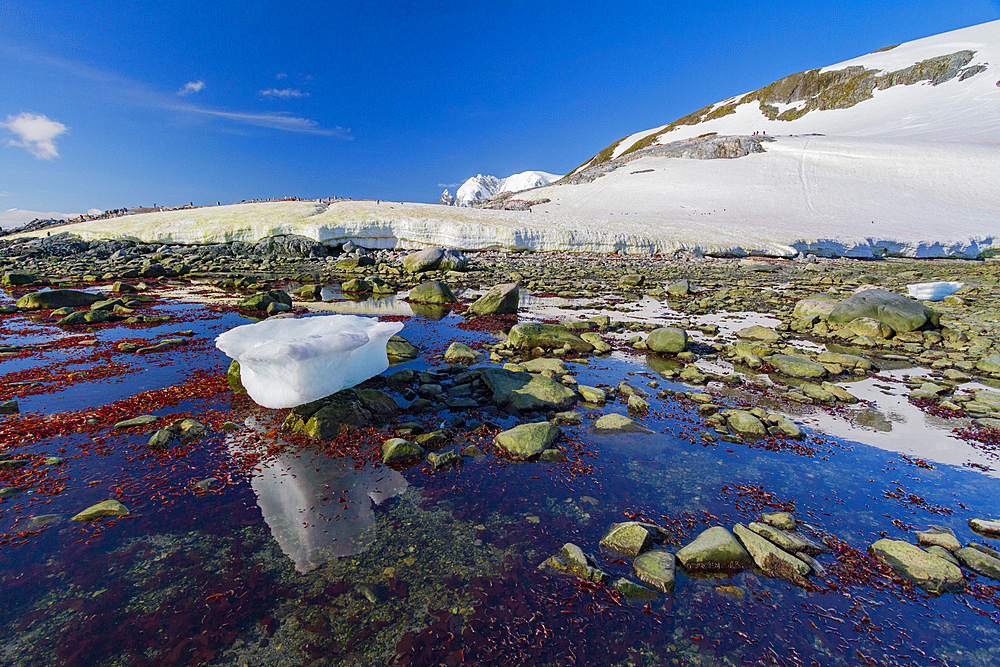 Iceberg and coast around the Antarctic Peninsula during the summer months, Southern Ocean, Polar Regions