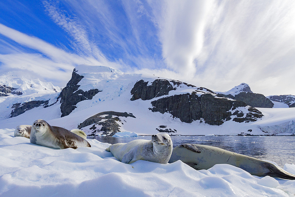 Crabeater seals (Lobodon carcinophaga) hauled out on ice floe near Cuverville Island in the Antarctic Peninsula, Antarctica, Polar Regions