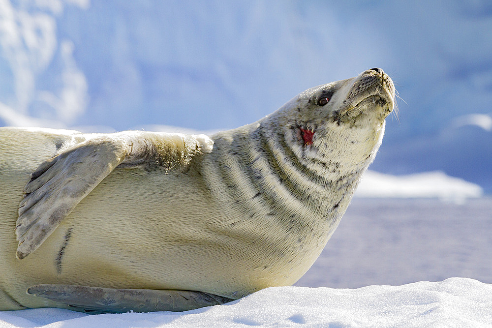 Crabeater seal (Lobodon carcinophaga) hauled out on ice floe near Cuverville Island in the Antarctic Peninsula, Antarctica, Polar Regions