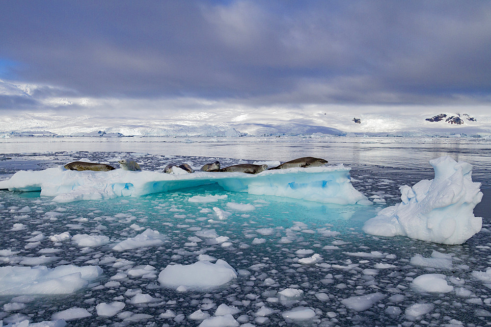 Crabeater seals (Lobodon carcinophaga) hauled out on ice floe in Neko Harbor near the Antarctic Peninsula, Antarctica, Polar Regions