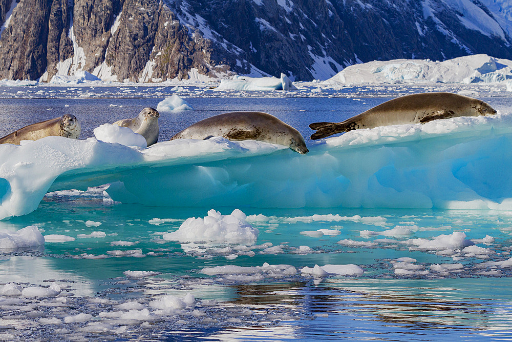 Crabeater seals (Lobodon carcinophaga) hauled out on ice floe in Neko Harbor near the Antarctic Peninsula.