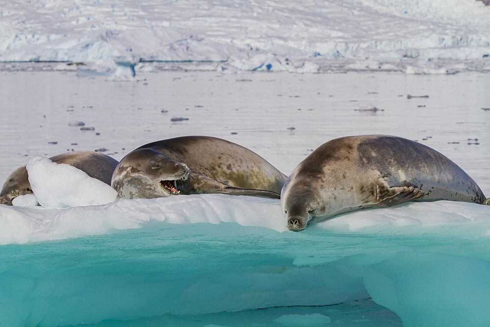 Crabeater seals (Lobodon carcinophaga) hauled out on ice floe in Neko Harbor near the Antarctic Peninsula.