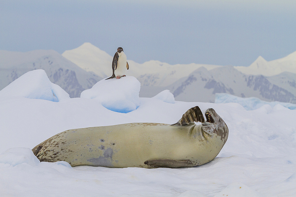 Crabeater seal (Lobodon carcinophaga) hauled out on ice floe near Adélie penguin in the Gullet near the Antarctic Peninsula.