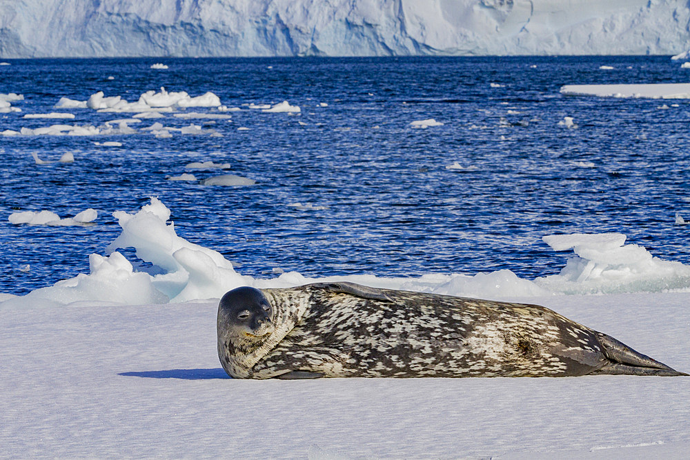 Adult Weddell seal (Leptonychotes weddellii) hauled out on ice near the Antarctic Peninsula, Southern Ocean.