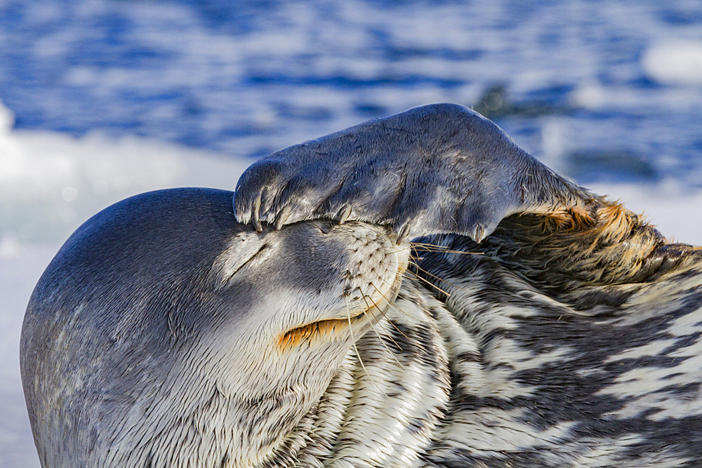 Adult Weddell seal (Leptonychotes weddellii) hauled out on ice near the Antarctic Peninsula, Southern Ocean, Polar Regions