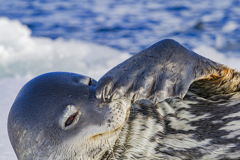 Adult Weddell seal (Leptonychotes weddellii) hauled out on ice near the Antarctic Peninsula, Southern Ocean.