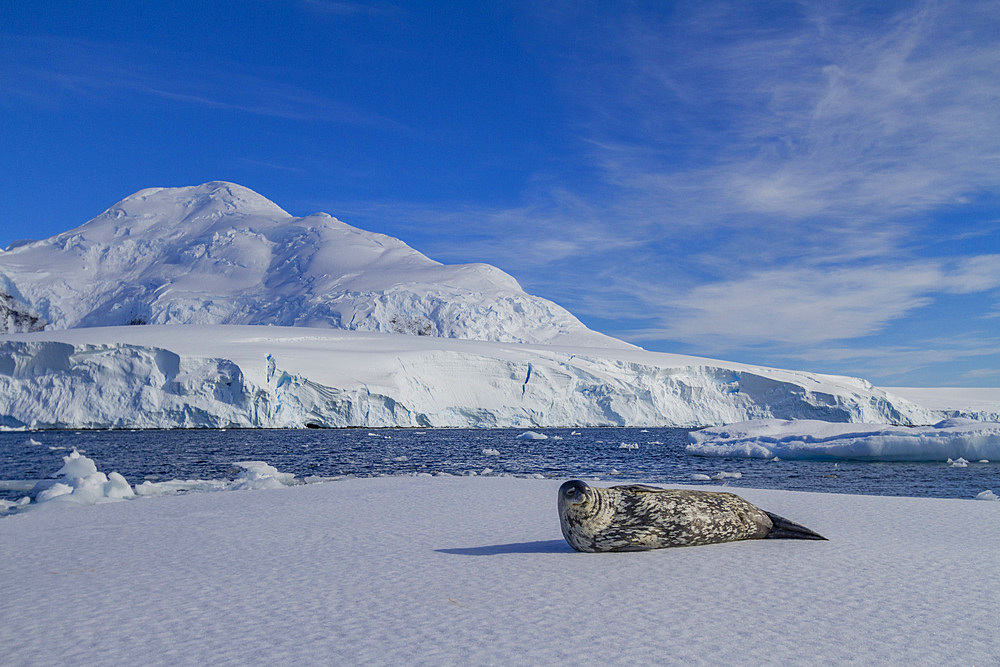 Adult Weddell seal (Leptonychotes weddellii) hauled out on ice near the Antarctic Peninsula, Southern Ocean, Polar Regions