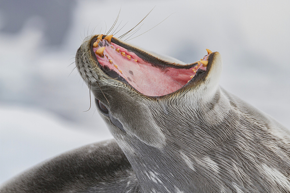 Adult Weddell seal (Leptonychotes weddellii) hauled out on ice near the Antarctic Peninsula, Southern Ocean, Polar Regions