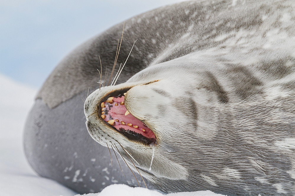 Adult Weddell seal (Leptonychotes weddellii) hauled out on ice near the Antarctic Peninsula, Southern Ocean, Polar Regions