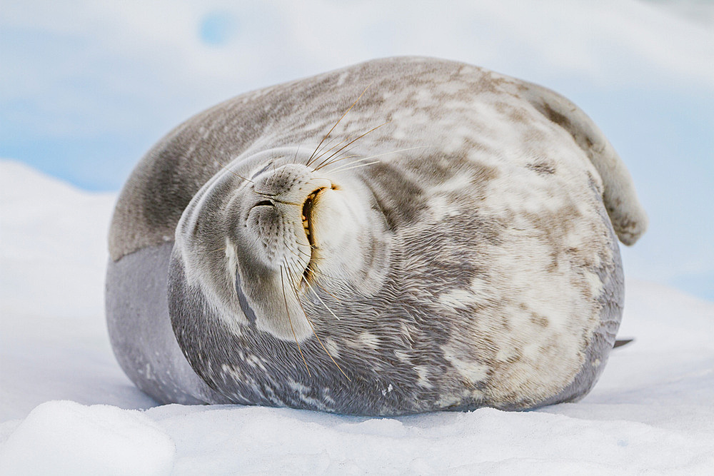 Adult Weddell seal (Leptonychotes weddellii) hauled out on ice near the Antarctic Peninsula, Southern Ocean, Polar Regions