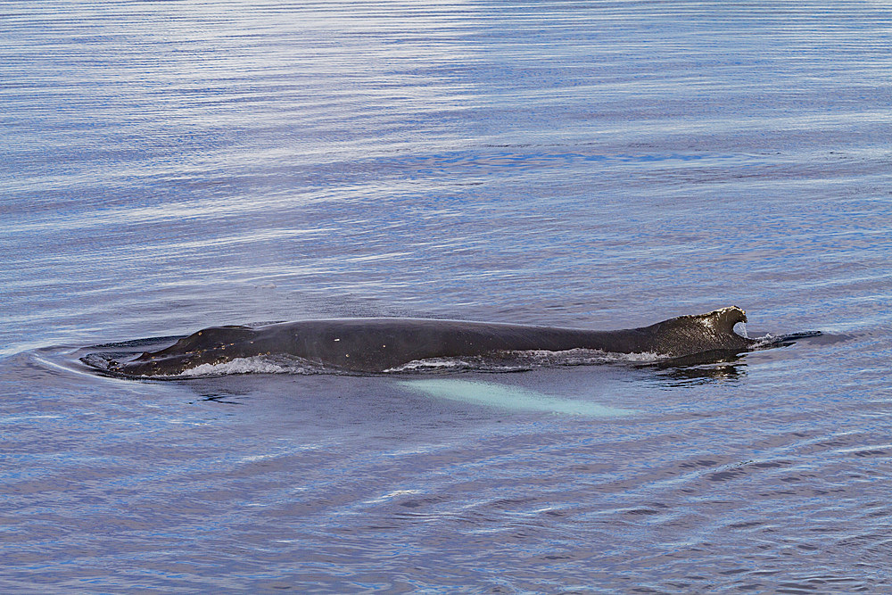 Humpback whale (Megaptera novaeangliae) surfacing in the Weddell Sea near the Antarctic Peninsula, Antarctica.