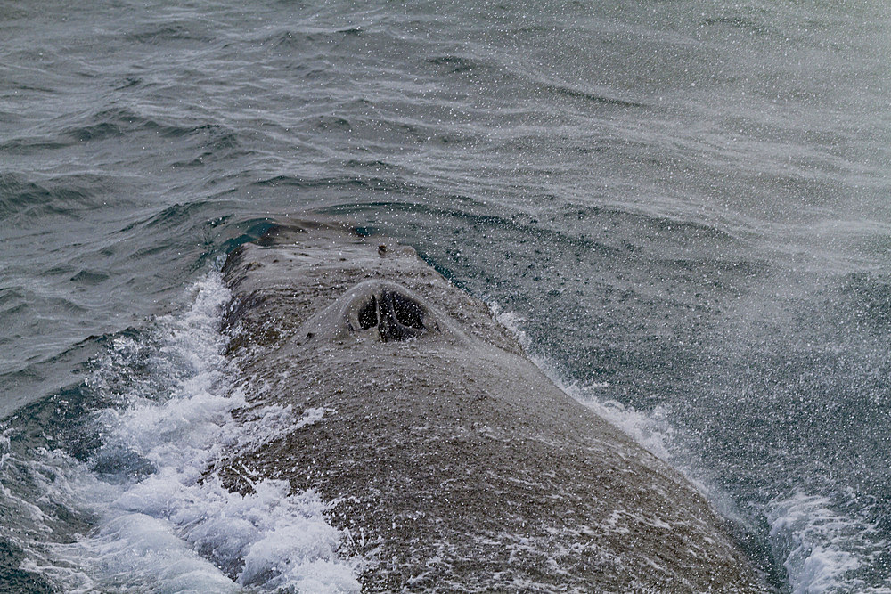 Humpback whale (Megaptera novaeangliae) surfacing in the Weddell Sea near the Antarctic Peninsula, Antarctica, Polar Regions