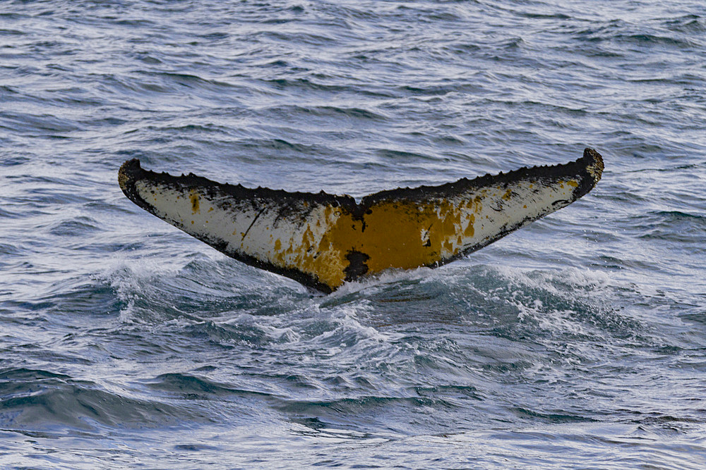 Humpback whale (Megaptera novaeangliae) flukes-up dive in the Weddell Sea near the Antarctic Peninsula, Antarctica.