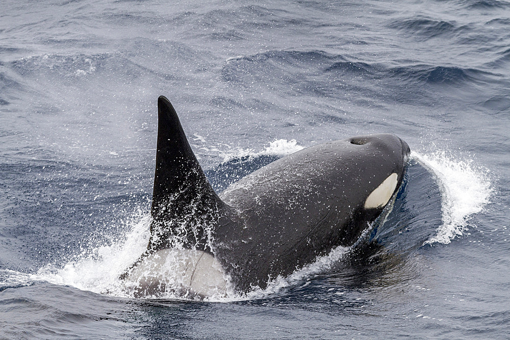 An adult bull among a pod of about 20 killer whales (Orcinus orca) in Antarctic Sound near the Antarctic Peninsula, Polar Regions