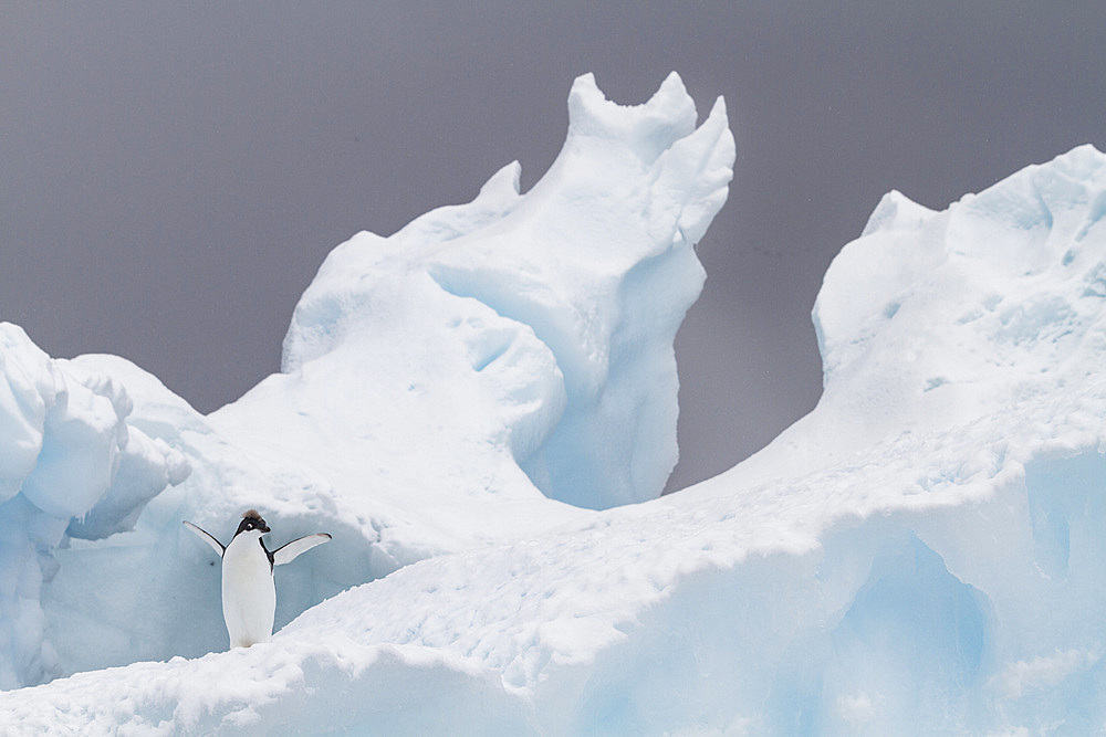 First year Adélie penguin (Pygoscelis adeliae) chick at breeding colony at Brown Bluff, Antarctica.