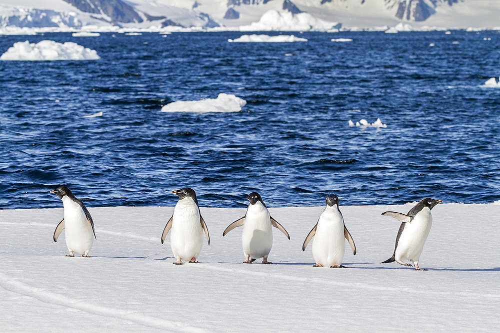 Adélie penguins (Pygoscelis adeliae) hauled out onto the ice near Adelaide Island, Antarctica.