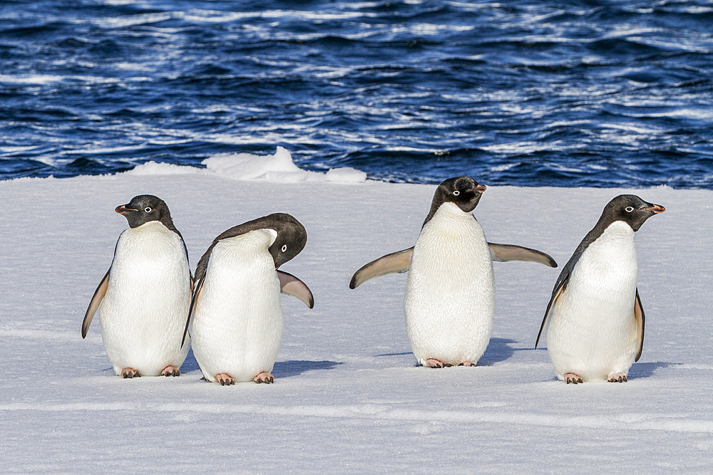 Adélie penguins (Pygoscelis adeliae) hauled out onto the ice near Adelaide Island, Antarctica.