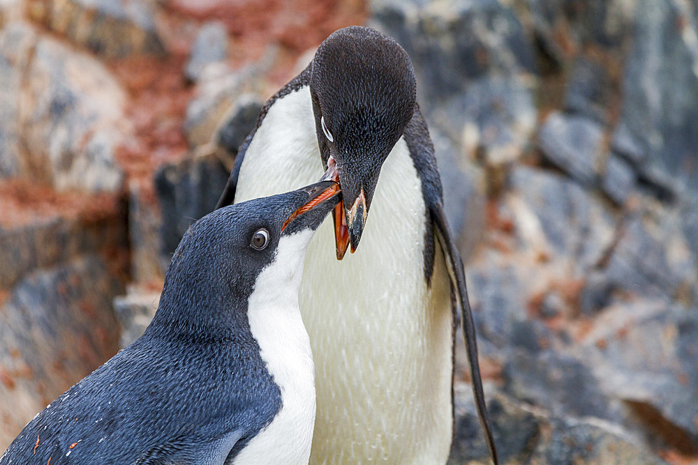 Adélie penguin (Pygoscelis adeliae) adult feeding chick at breeding colony at Brown Bluff, Antarctica.