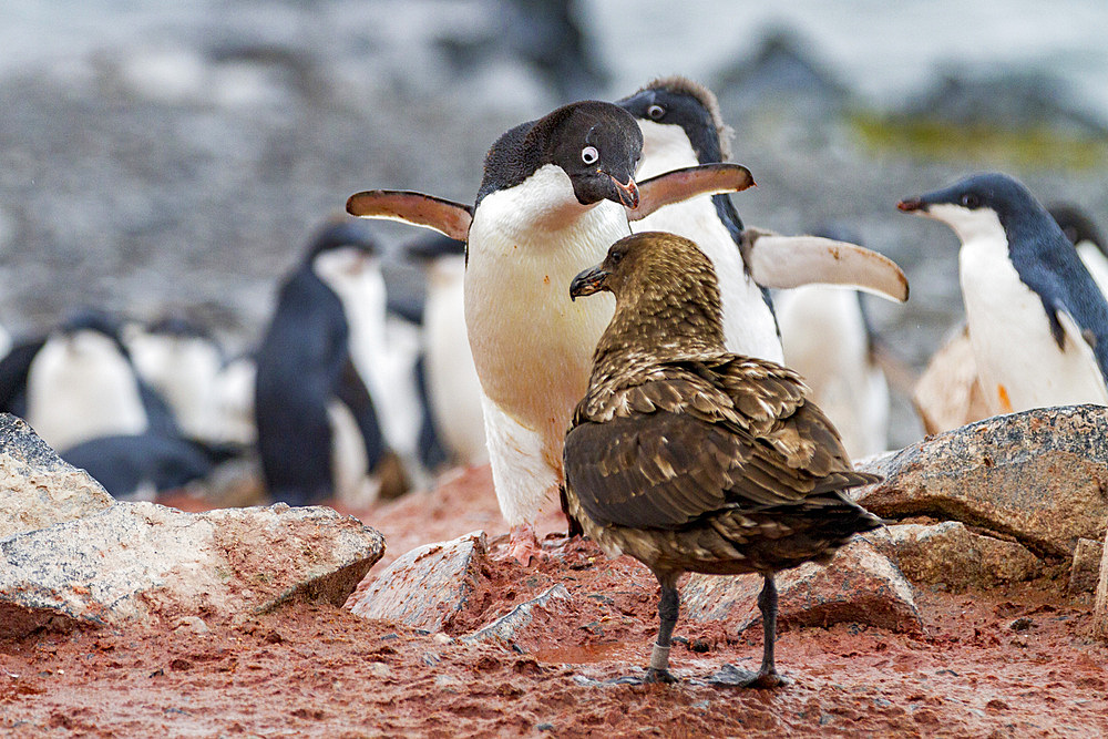 Adélie penguin (Pygoscelis adeliae) adult defending chick against a skua on Torgersen Island, Antarctica.