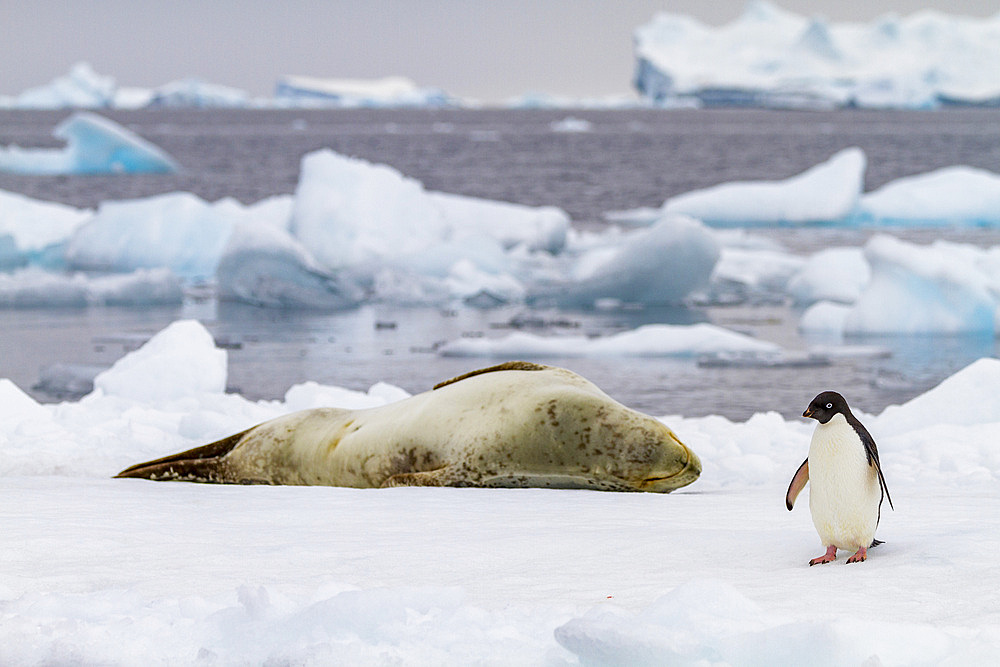 Adelie penguin (Pygoscelis adeliae) on ice floe with leopard seal at Brown Bluff, Antarctica, Polar Regions