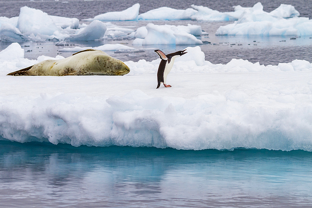 Adélie penguin (Pygoscelis adeliae) on ice floe with leopard seal at Brown Bluff, Antarctica.