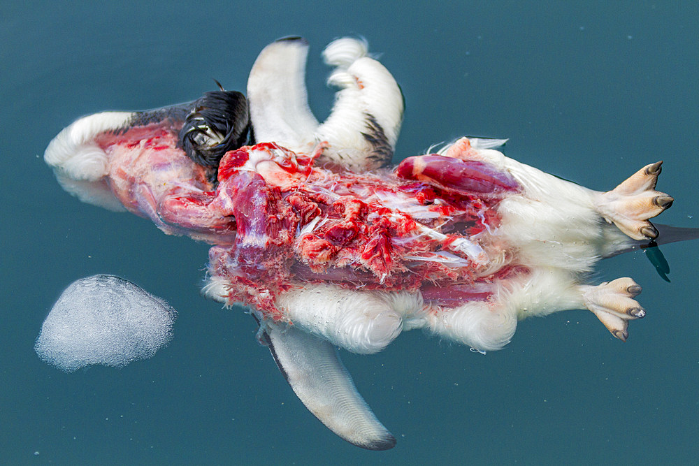 Dead Adélie penguin (Pygoscelis adeliae) attacked, killed, and eaten by an Antarctic fur seal at Brown Bluff, Antarctica.