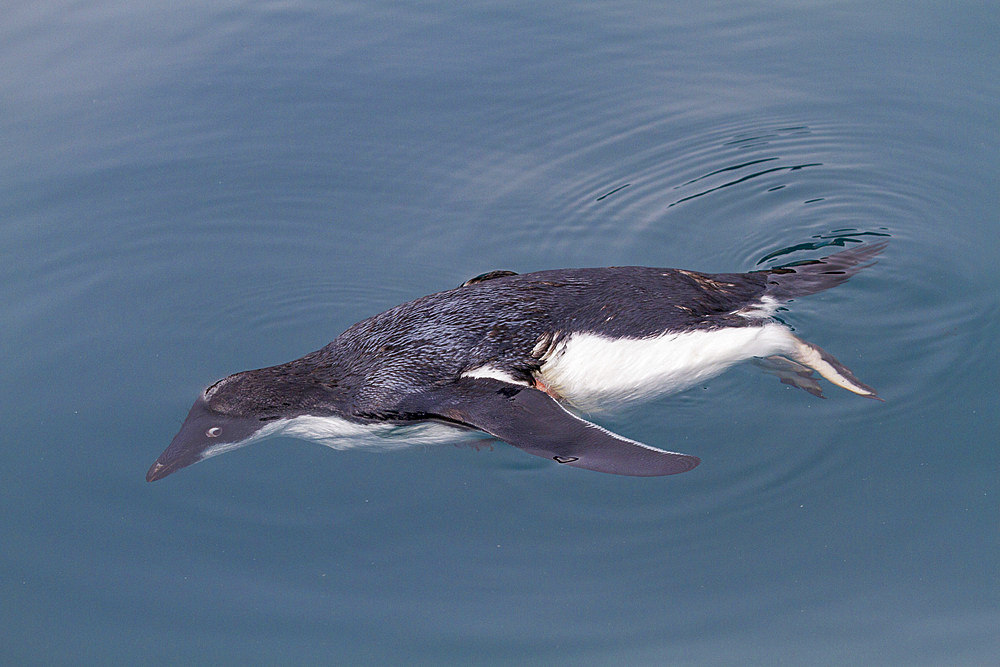 Dead Adelie penguin (Pygoscelis adeliae) attacked and killed, but not eaten, by an Antarctic fur seal at Brown Bluff, Antarctica, Polar Regions