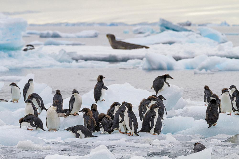 First year Adélie penguin (Pygoscelis adeliae) chicks at breeding colony at Brown Bluff, Antarctica.