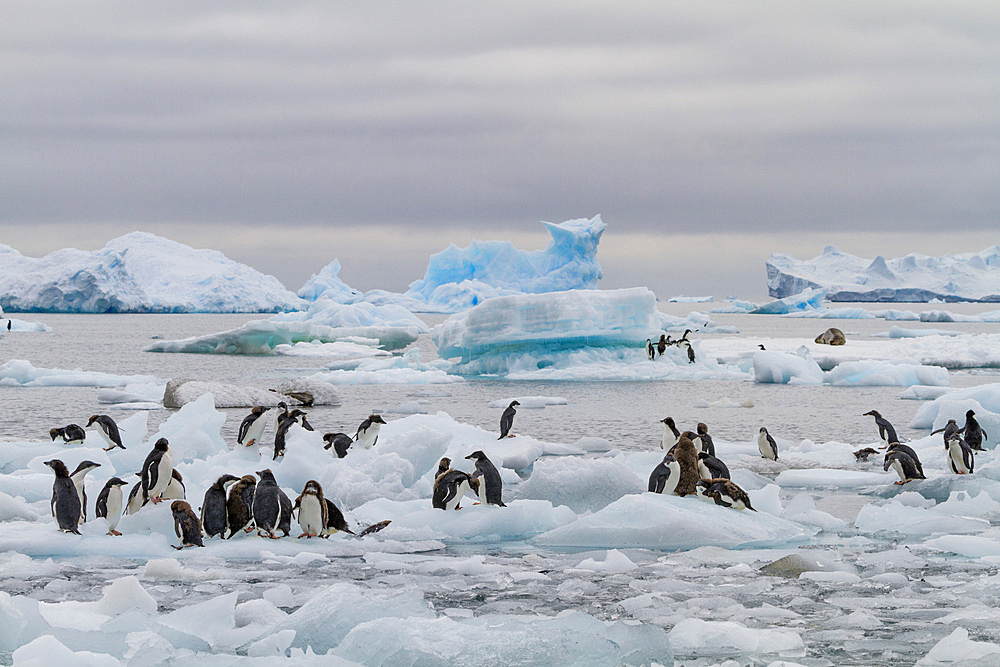 First year Adelie penguin (Pygoscelis adeliae) chicks at breeding colony at Brown Bluff, Antarctica, Polar Regions