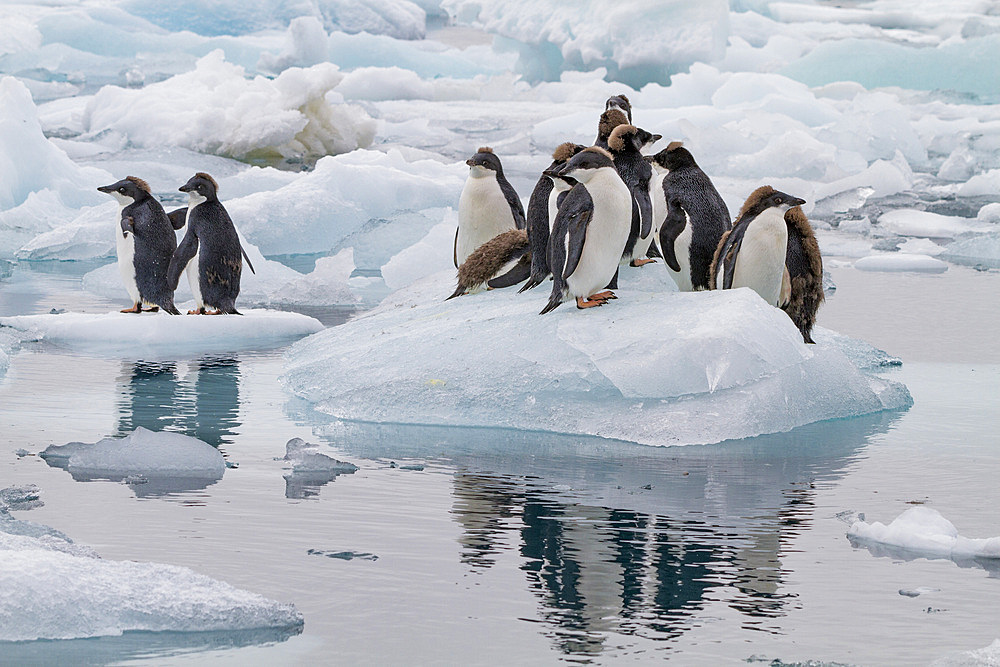 First year Adélie penguin (Pygoscelis adeliae) chicks at breeding colony at Brown Bluff, Antarctica.