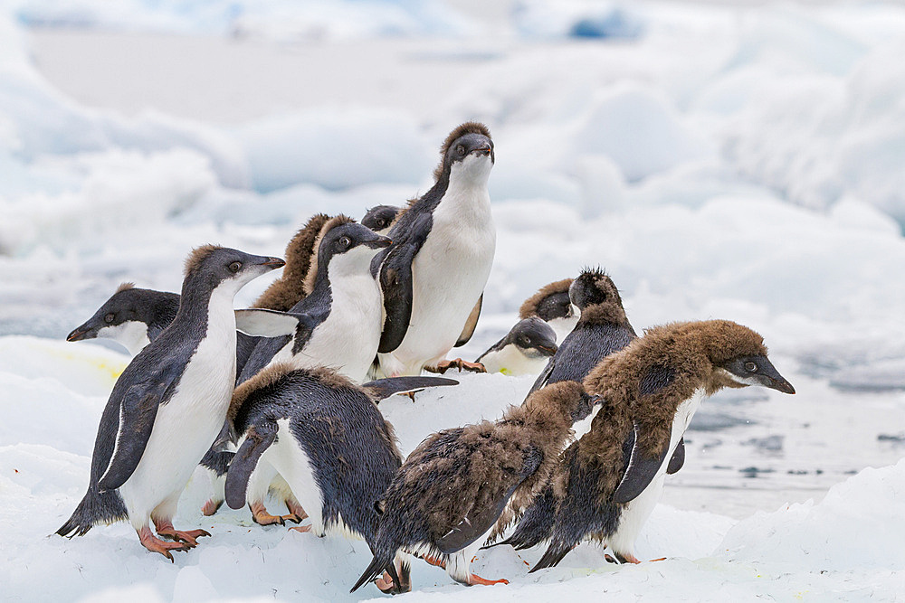 First year Adélie penguin (Pygoscelis adeliae) chicks at breeding colony at Brown Bluff, Antarctica.