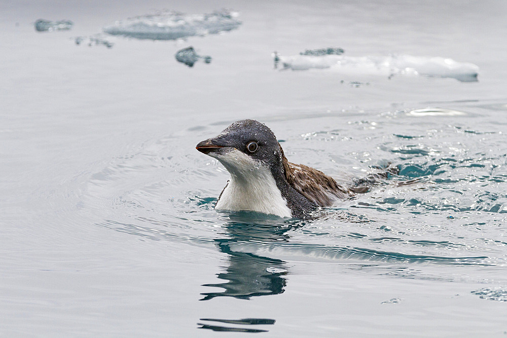 First year Adelie penguin (Pygoscelis adeliae) chick at breeding colony at Brown Bluff, Antarctica, Polar Regions