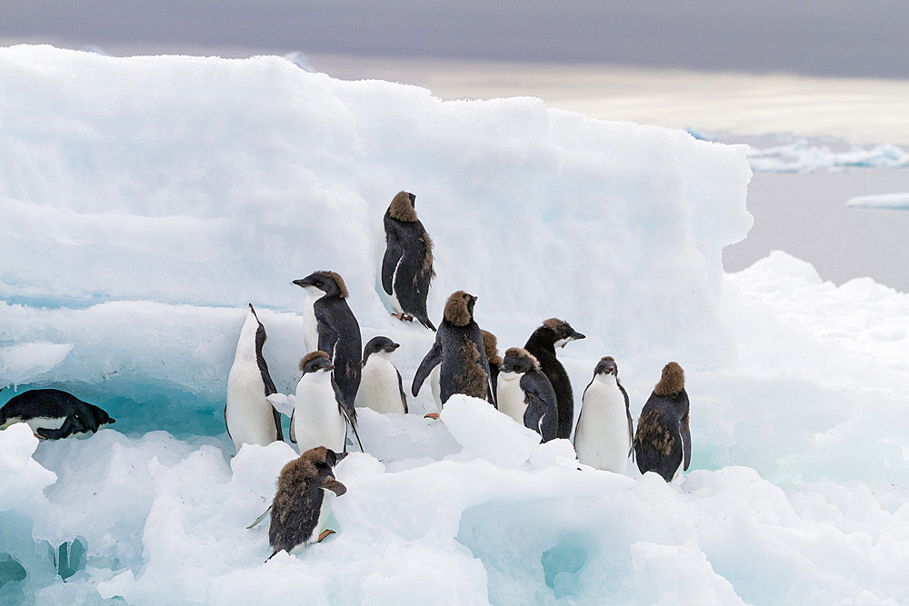 First year Adélie penguin (Pygoscelis adeliae) chicks at breeding colony at Brown Bluff, Antarctica.