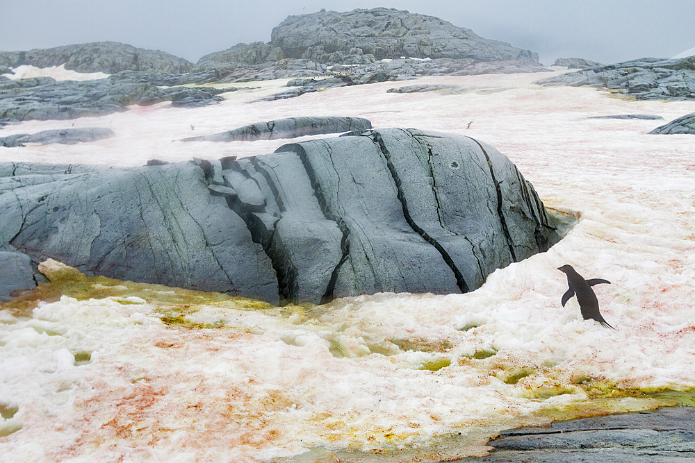 Adélie penguin (Pygoscelis adeliae) in snowstorm at Petermann Island, Antarctica.