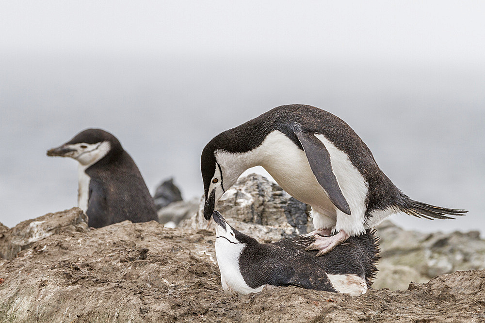 Adult chinstrap penguins (Pygoscelis antarctica) mating at Baily Head on Deception Island, Antarctica, Southern Ocean, Polar Regions