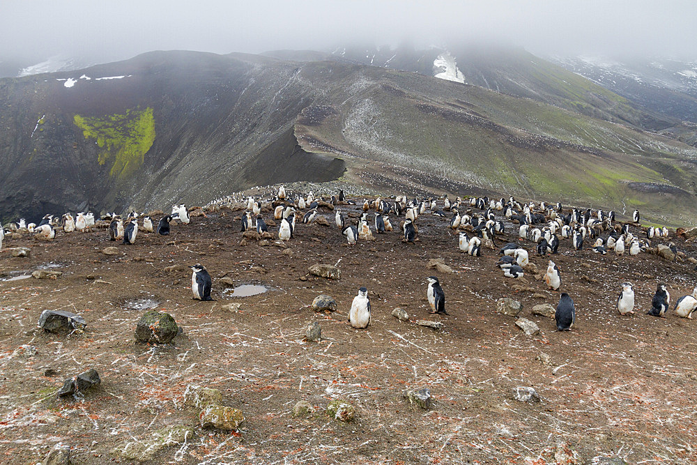 Chinstrap penguin (Pygoscelis antarctica) breeding colony at Baily Head on Deception Island, Antarctica, Southern Ocean.