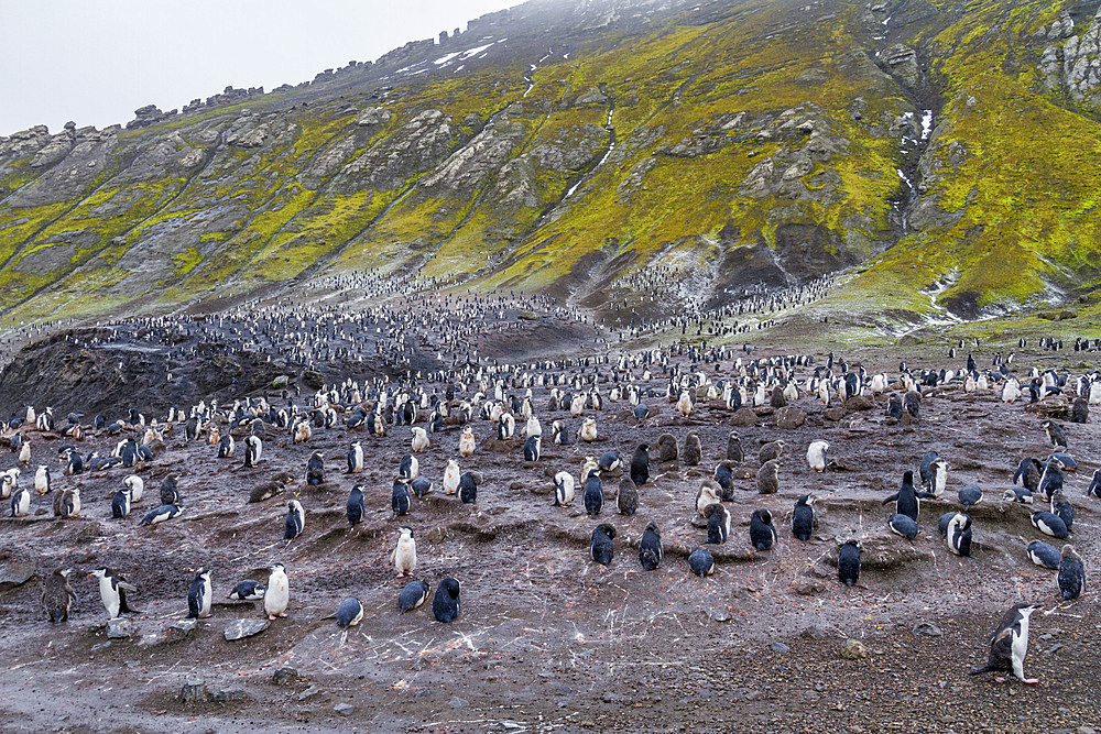 Chinstrap penguin (Pygoscelis antarctica) breeding colony at Baily Head on Deception Island, Antarctica, Southern Ocean, Polar Regions